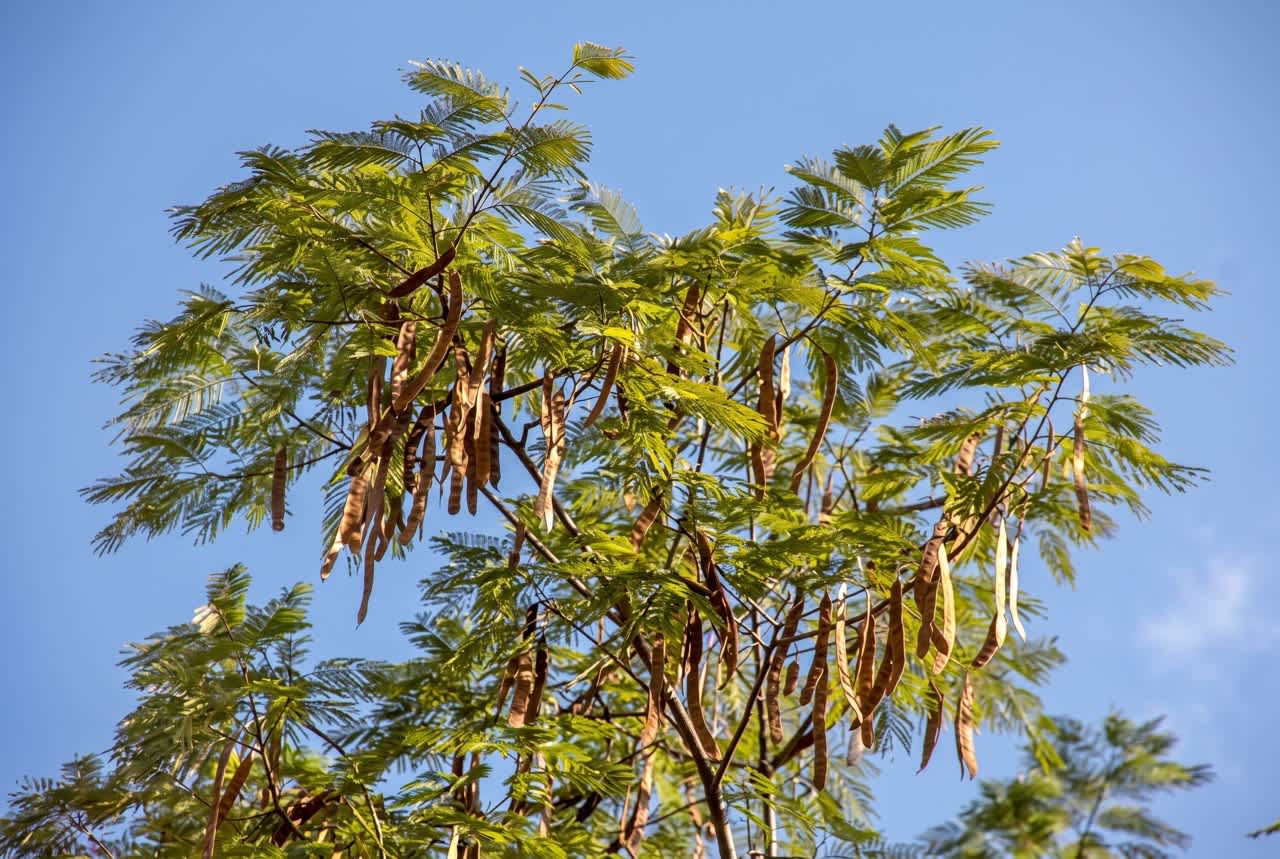 Parica (Schizolobium amazonicum) 